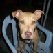 mi perro pitbull facho